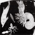 Scylla | Greek vase painting