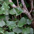 Thumbnail Black Poplar Tree