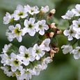 Thumbnail Heliotrope