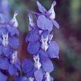 Thumbnail Larkspur Flower of Hyacinthus