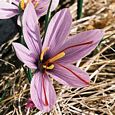 Crocus Flower