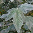 Thumbnail White Poplar