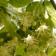 Thumbnail Linden Tree