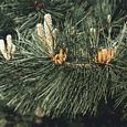Thumbnail Corsican Pine