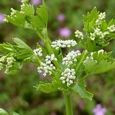 Wild Celery