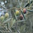 Olive Tree
